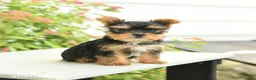 Yorkshire Terrier dogs for sale: Pluto - Ad 1