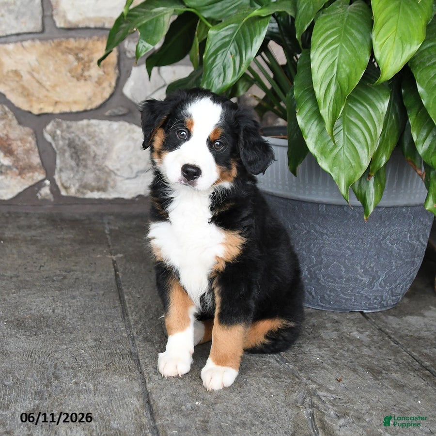 Mini Bernedoodle dogs Freddie - Ad 1