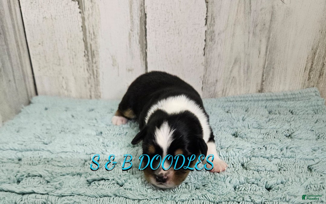 Miniature Australian Shepherd dogs for sale: GreenArrow - Ad 8