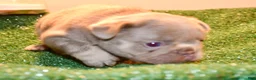 French Bulldog dogs for sale: French Bulldog 2 - Ad 12