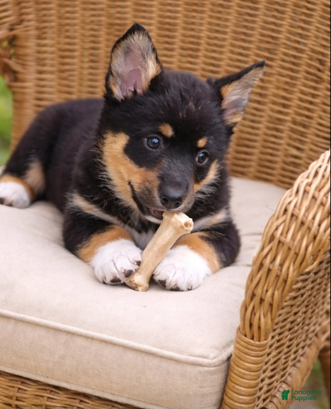American Corgi dogs for sale: American Corgi Puppy 1 - Ad 3