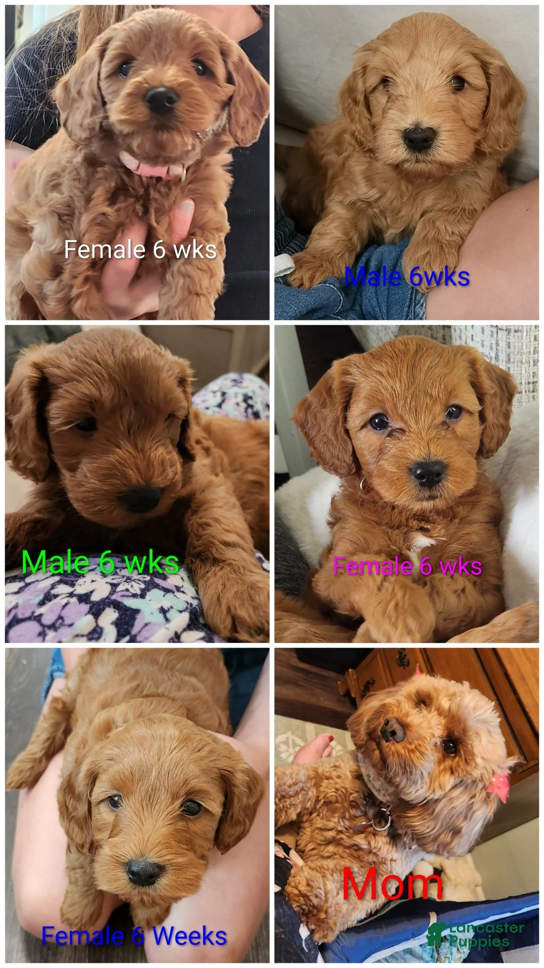 Mini Goldendoodle dogs for sale: Mini Goldendoodle 4 - Ad 4