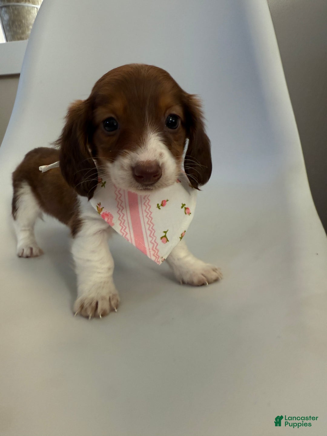 Miniature Dachshund dogs for sale: Lady - Ad 4