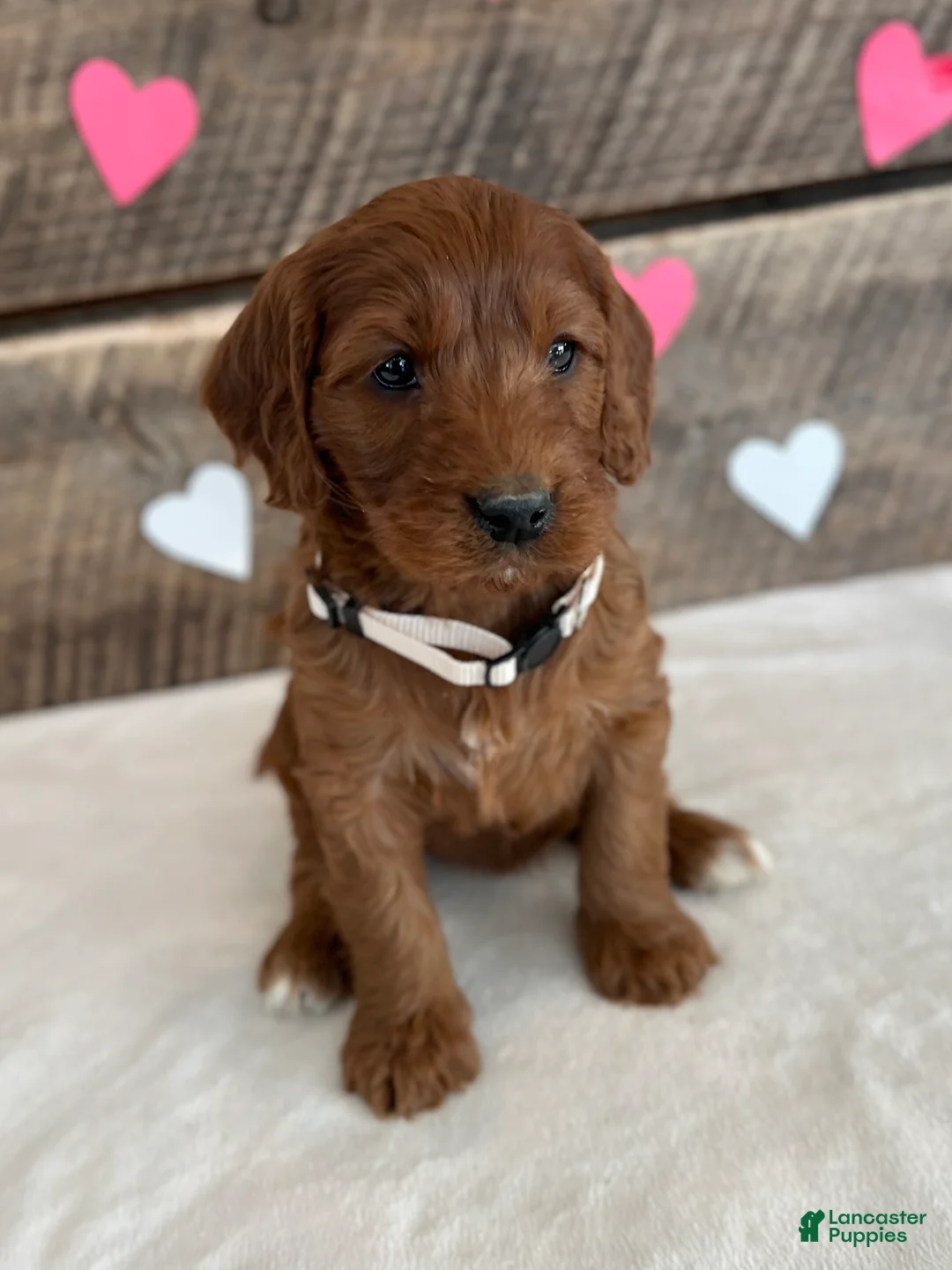 Irish Doodle dogs for sale: Sage - Ad 21