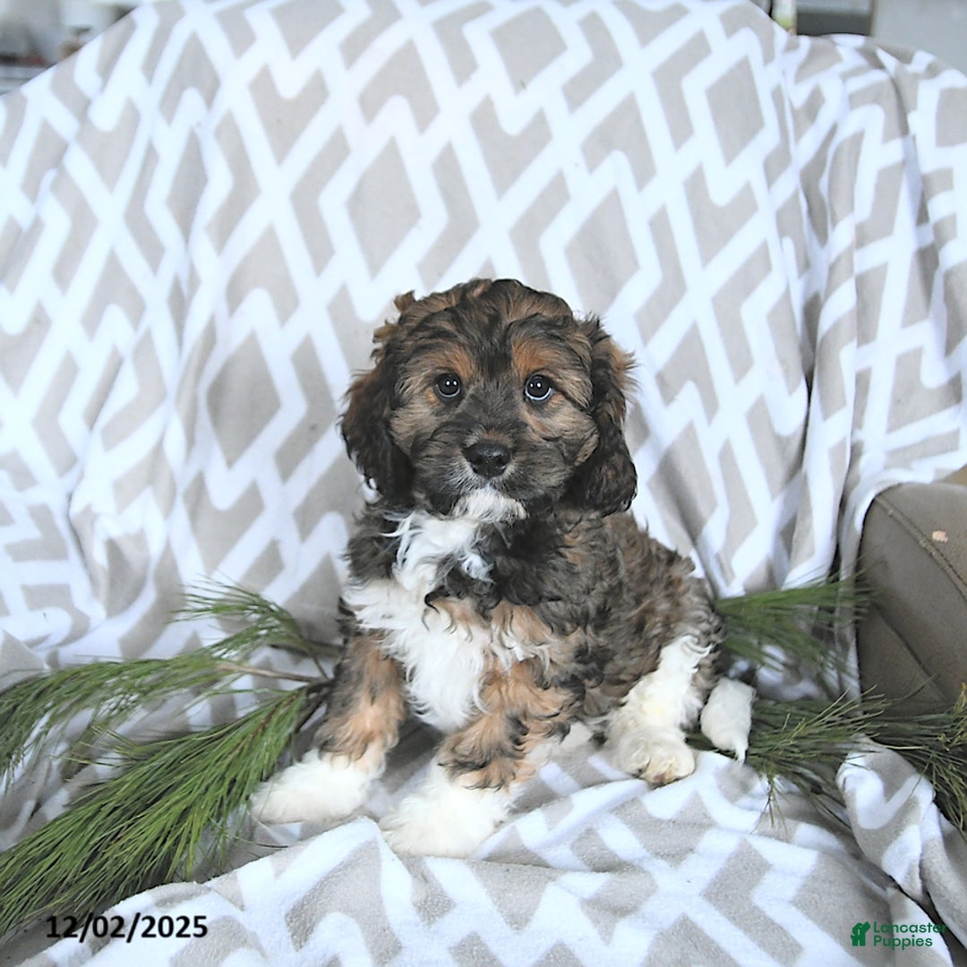 Cavapoo dogs for sale: Santa   - Ad 5