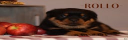 Rottweiler dogs for sale: Rollo - Ad 1