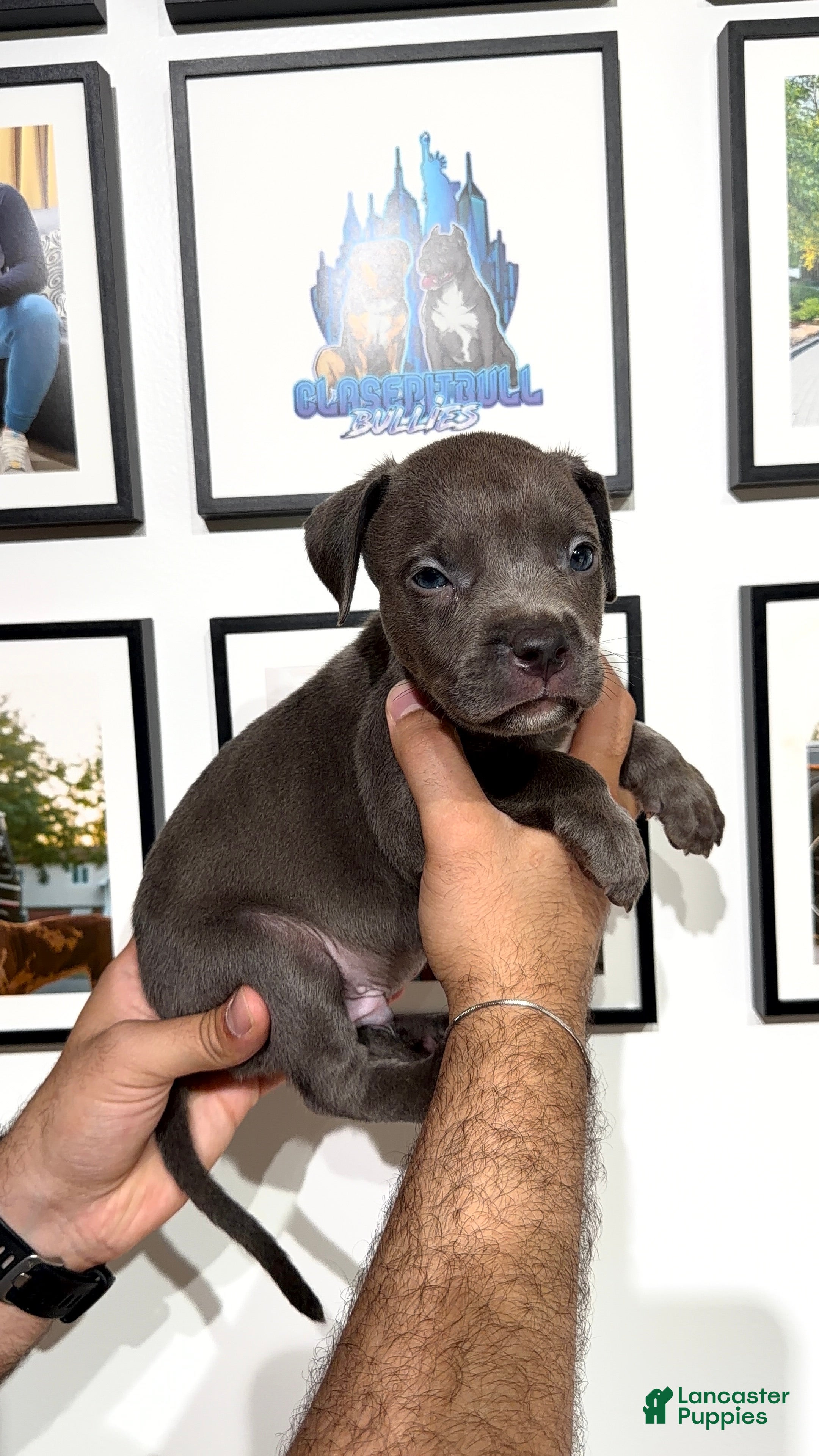 American Bully dogs for sale: American Bully 2 - Ad 3