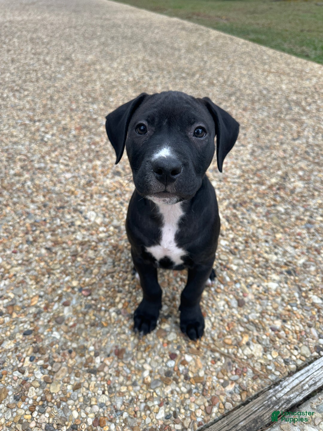 American Pit Bull Terrier dogs for sale: Luna - Ad 2