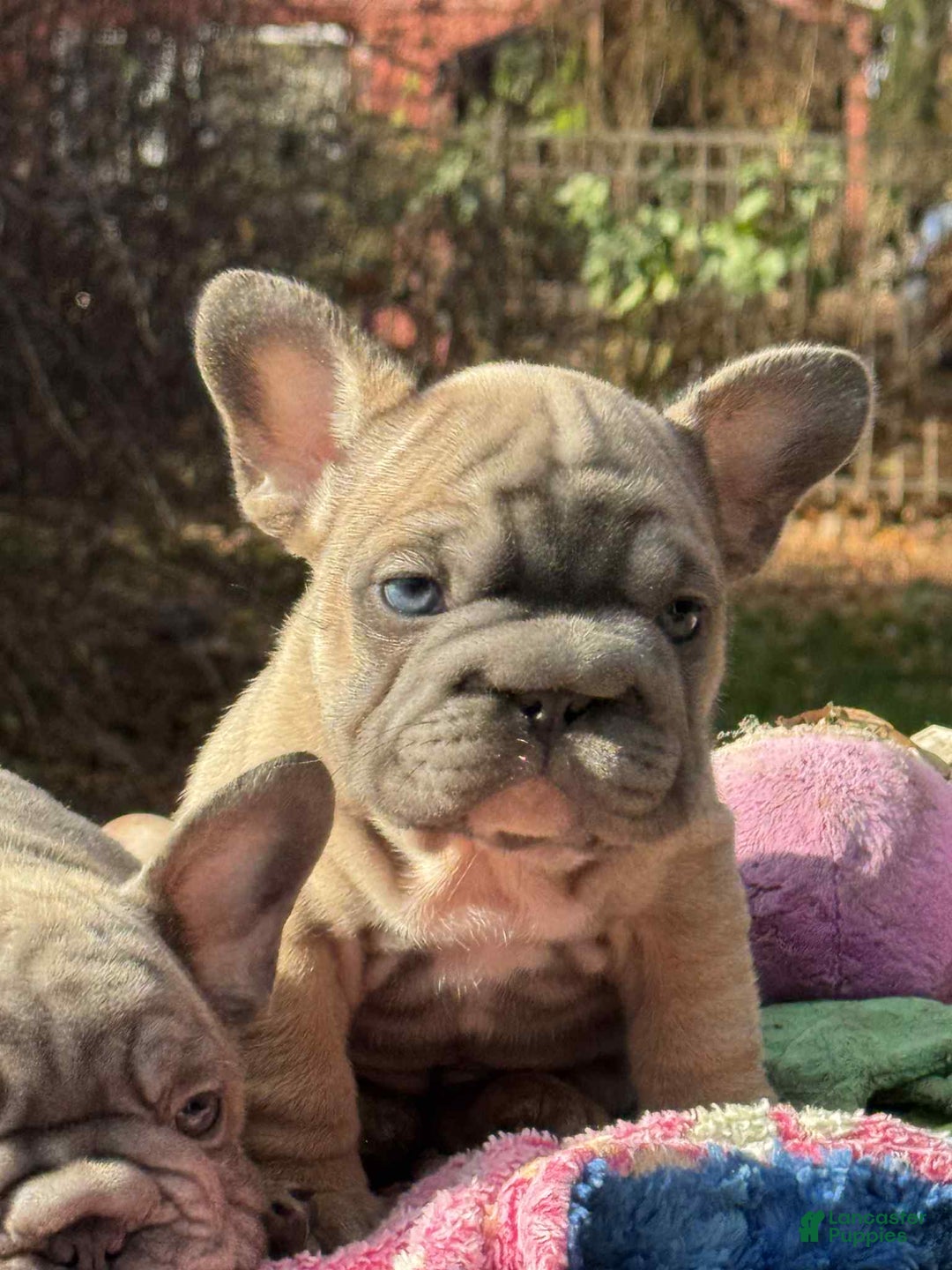 French Bulldog dogs for sale: Plum  - Ad 4