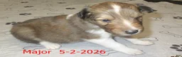 Shetland Sheepdog dogs for sale: Major Male - Ad 4