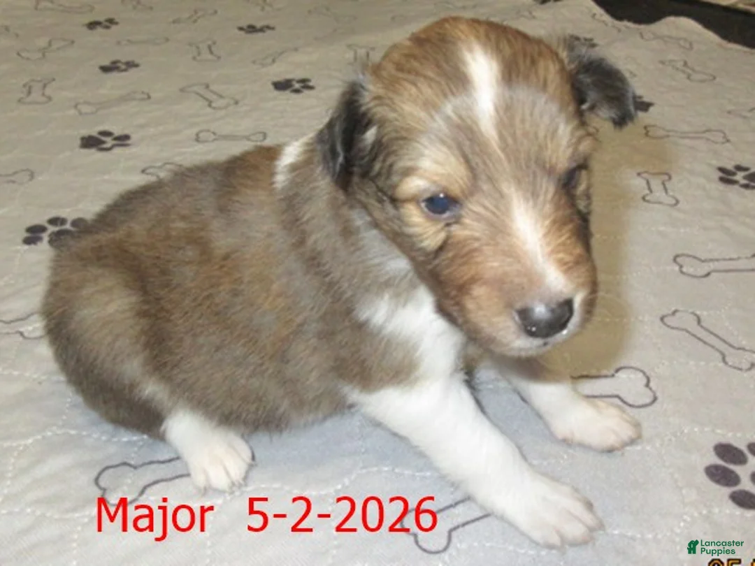 Shetland Sheepdog dogs for sale: Major Male - Ad 4