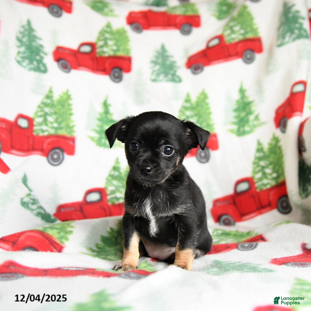 Chihuahua dogs for sale: Carol  - Ad 2