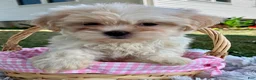 Teddy Bear dogs for sale: Cora - Ad 4