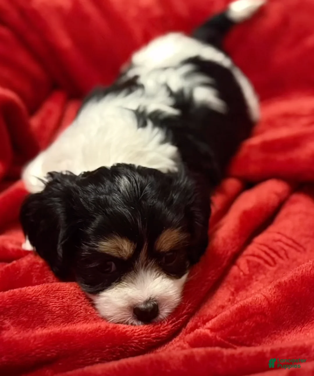 Mixed Breed dogs for sale: Cheyenne - Ad 2