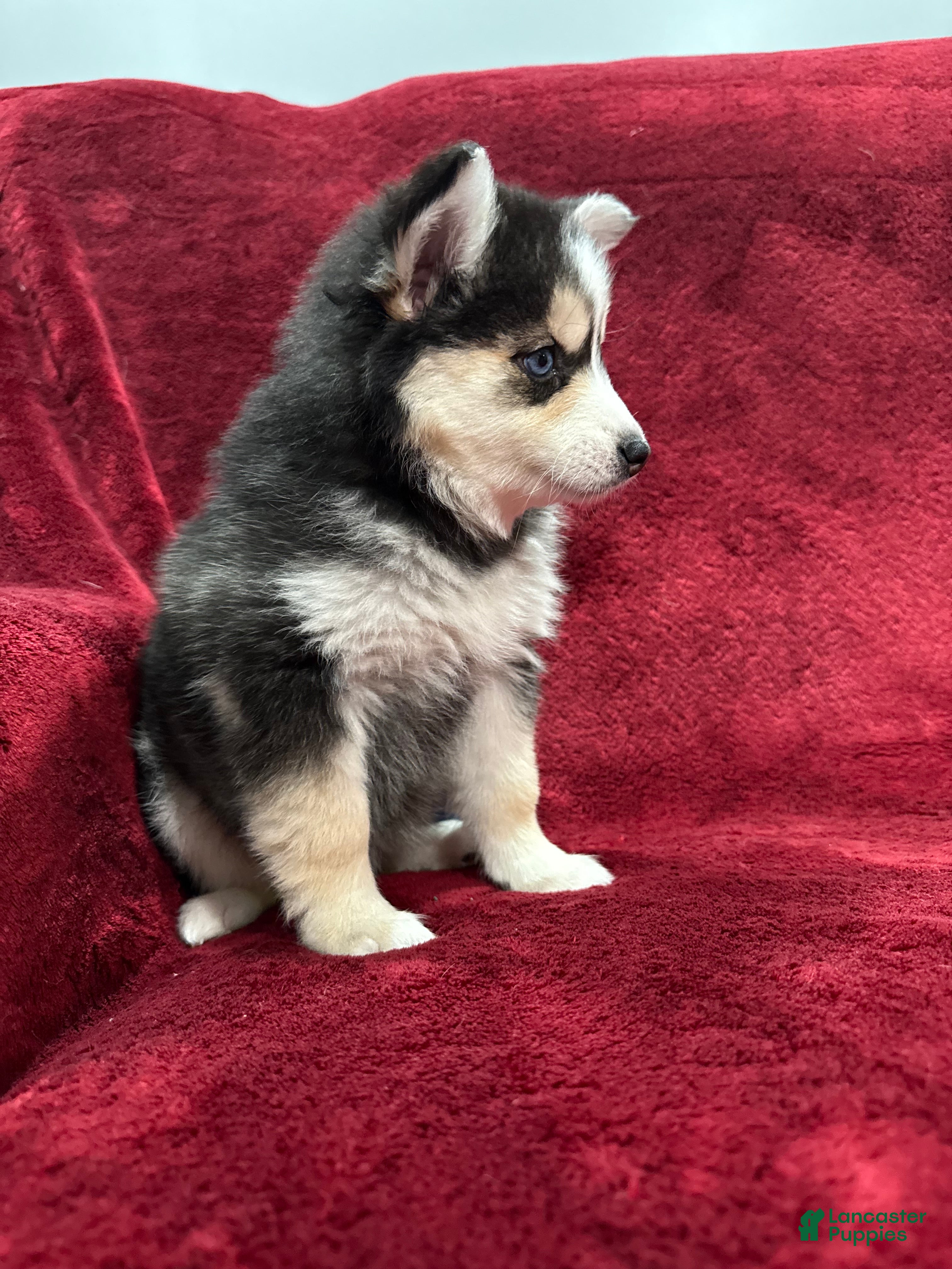 Pomsky dogs Celeste - Ad 7