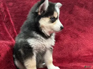 Pomsky dogs Celeste - Ad 19