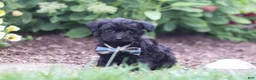 Yorkiepoo dogs for sale: Ricky - Ad 2