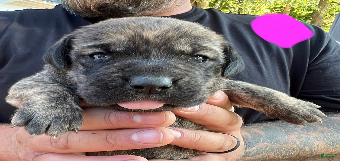 Gallery Image {{count}}