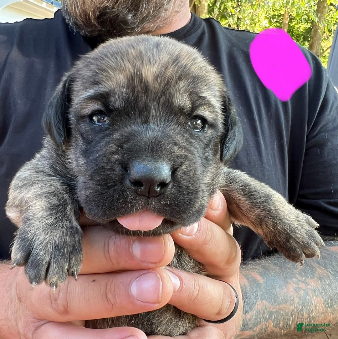 Gallery Image {{count}}