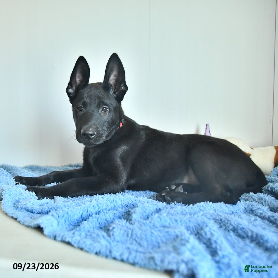 Lupin