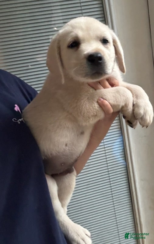 Labrador Retriever dogs for sale: Bentley_Male - Ad 4