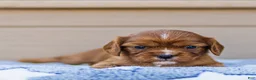 Cavalier King Charles Spaniel dogs for sale: Daisy Cavalier King Charles Spaniel  - Ad 4