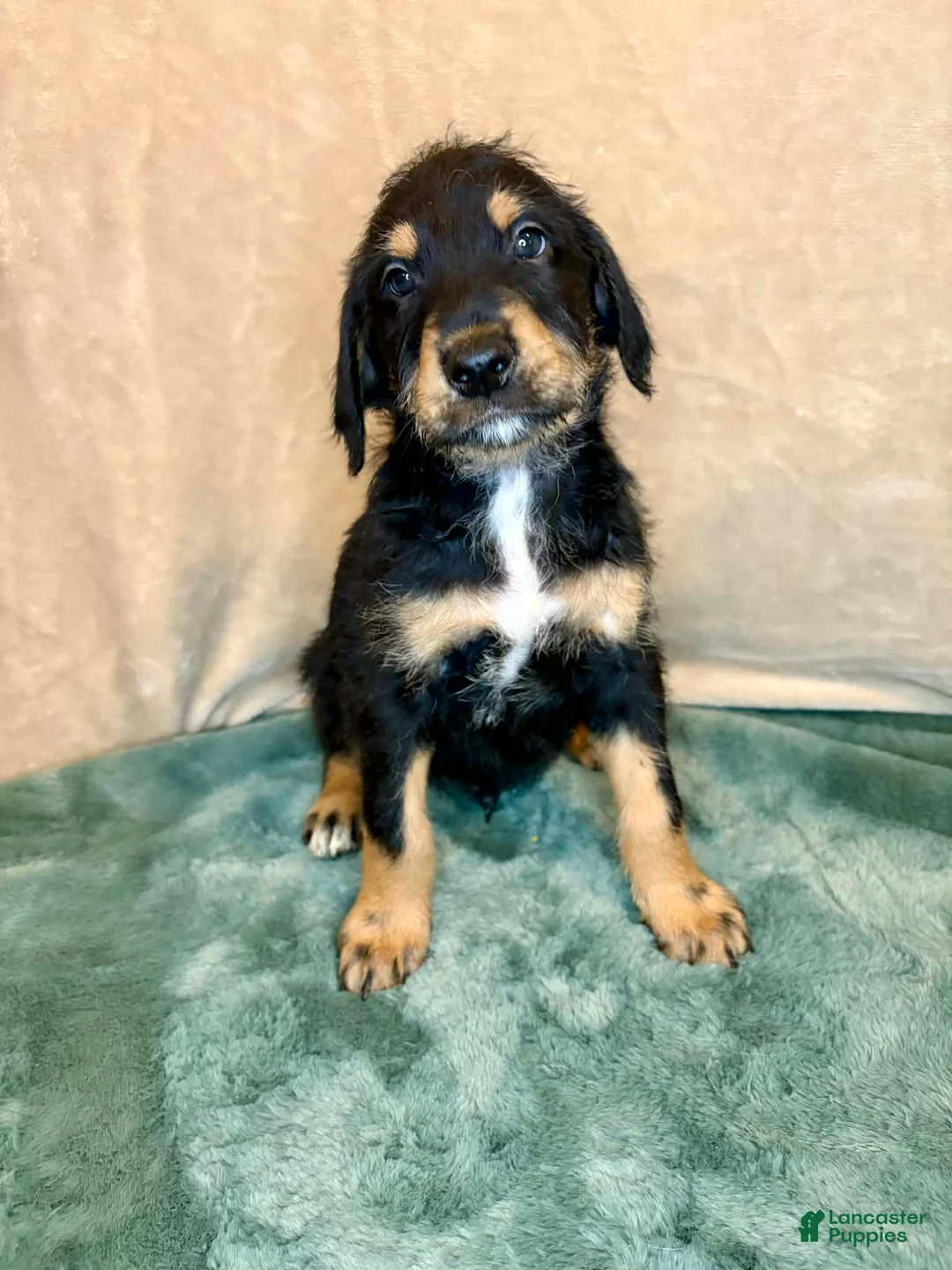 Mixed Breed dogs for sale: Charlie - Ad 2