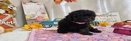 Miniature Poodle dogs for sale: Avalene Joy - Ad 4