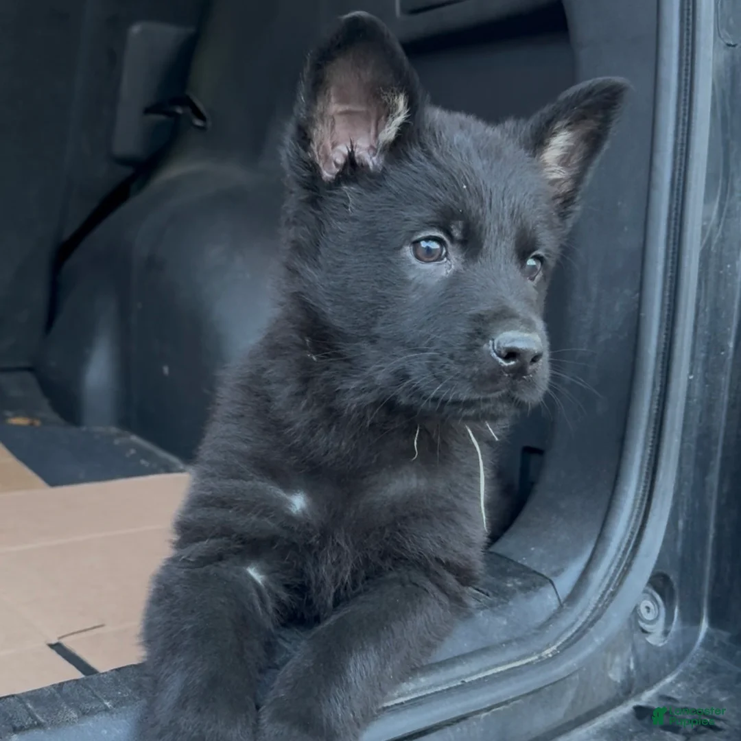 German Shepherd dogs for sale: TIC TAC - Ad 2