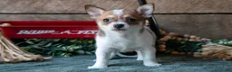Chihuahua dogs for sale: Poppy - Ad 1