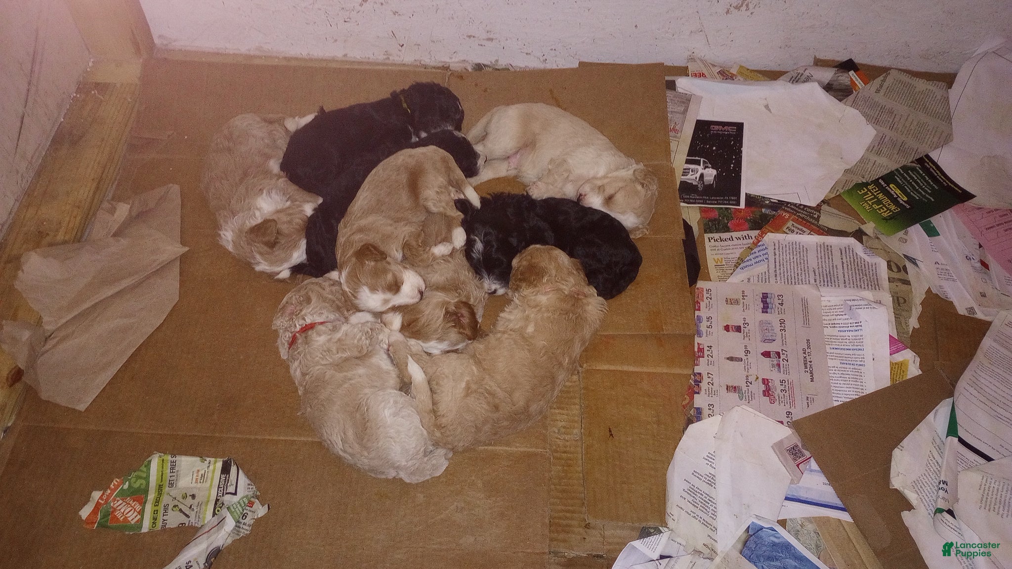 Mini Bernedoodle dogs Adele - Ad 2