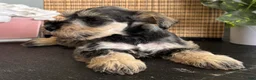 Miniature Schnauzer dogs for sale: Molly - Ad 6