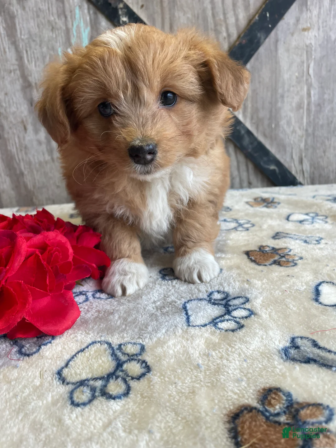 Corgipoo dogs for sale: Tori - Ad 2