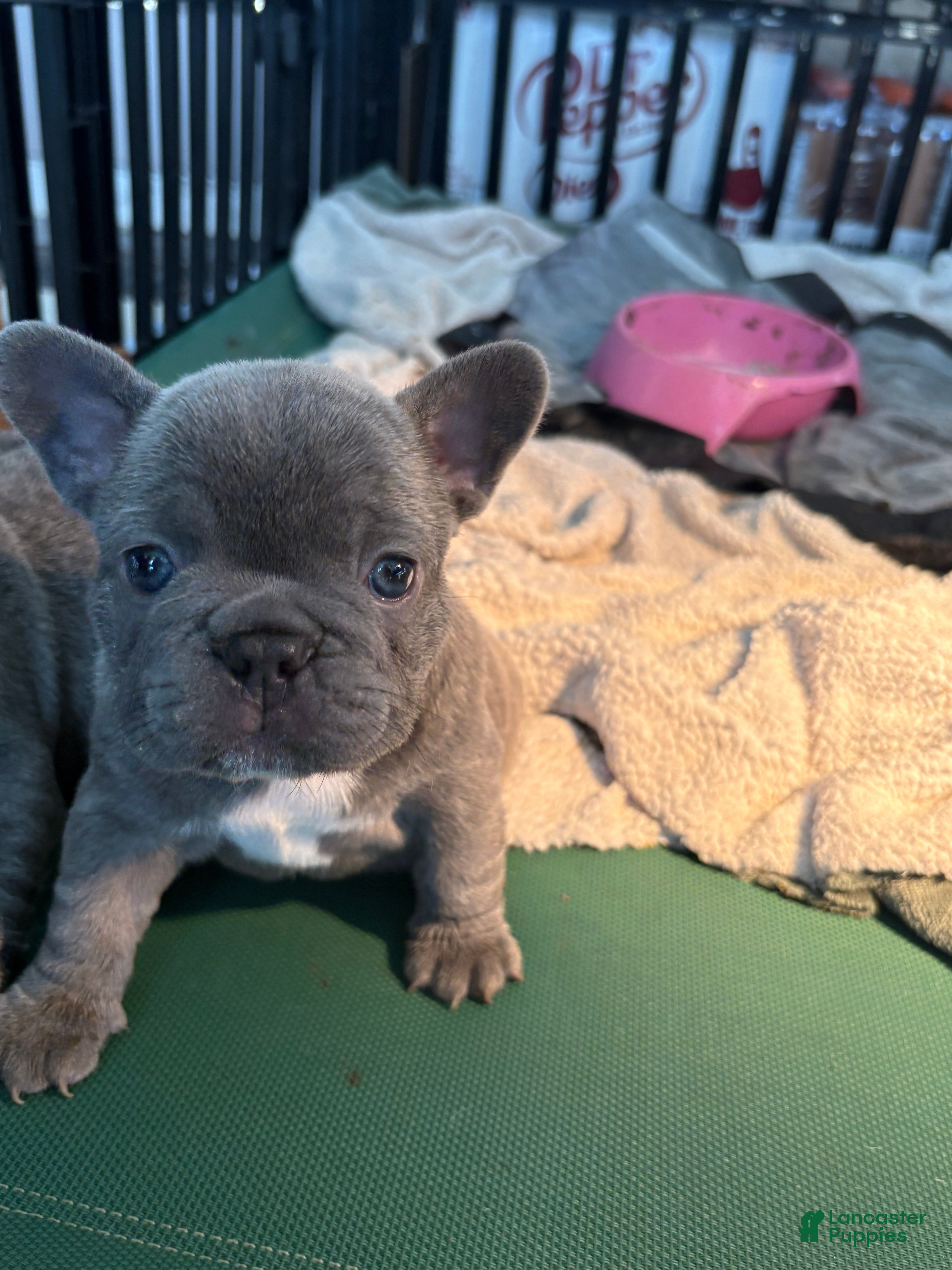 French Bulldog dogs Lily - Ad 2