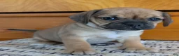 Puggle dogs for sale: Kandi  - Ad 3