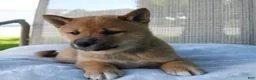 Shiba Inu dogs for sale: Lucky - Ad 7