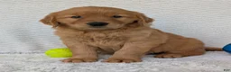 Golden Retriever dogs for sale: Domino  - Ad 7