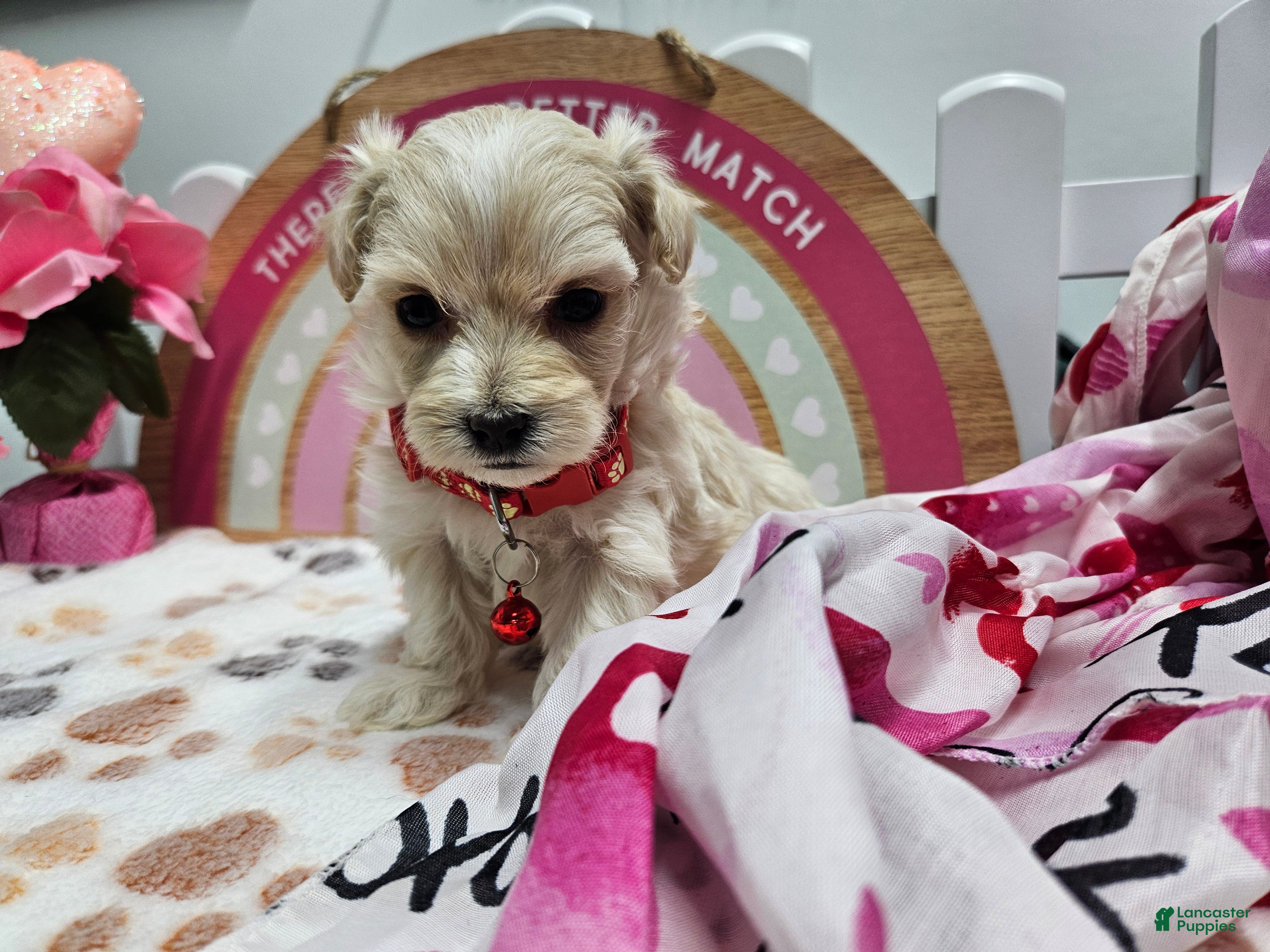 Maltipoo dogs Maltipoo Roley - Ad 2