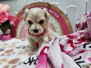 Maltipoo dogs Maltipoo Roley - Ad 41