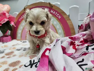 Maltipoo dogs Maltipoo Roley - Ad 38