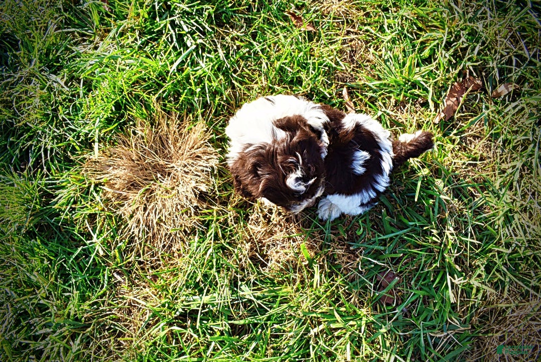 Havapoo dogs for sale: Precious - Ad 8