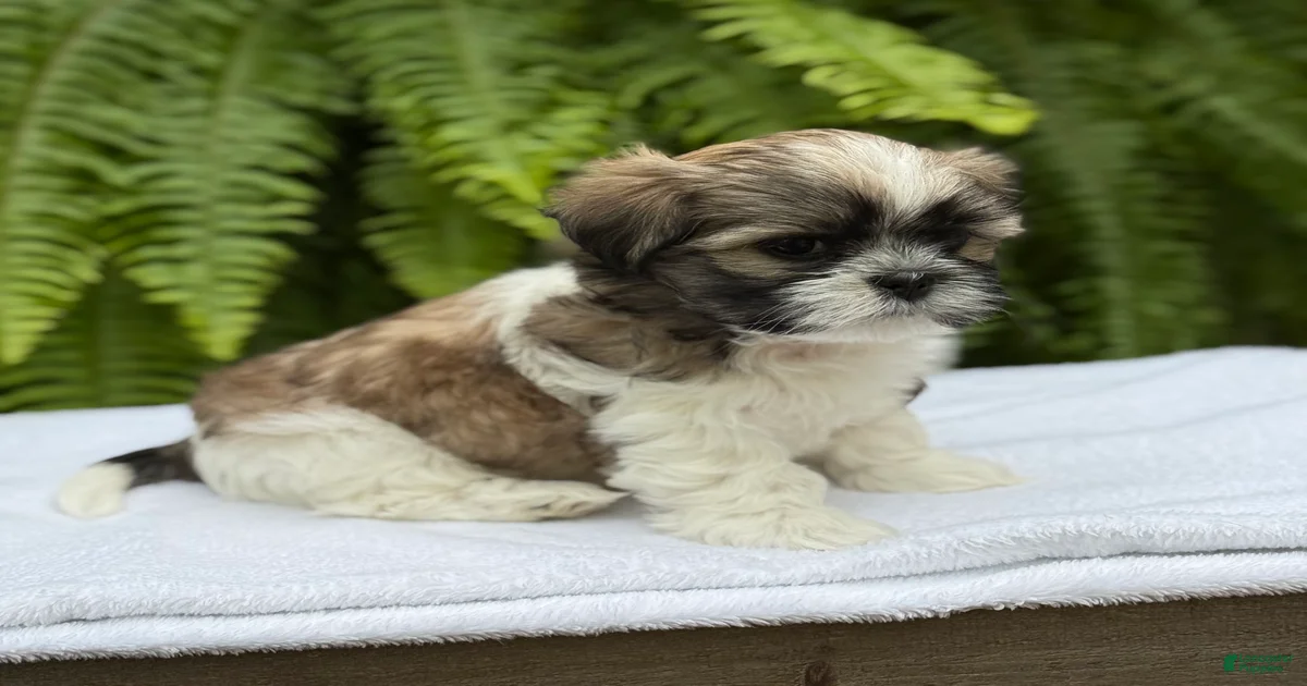Teddy Bear Puppies for sale | Lancaster Puppies