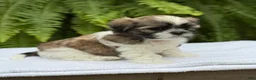 Teddy Bear dogs for sale: Pepsi  - Ad 1