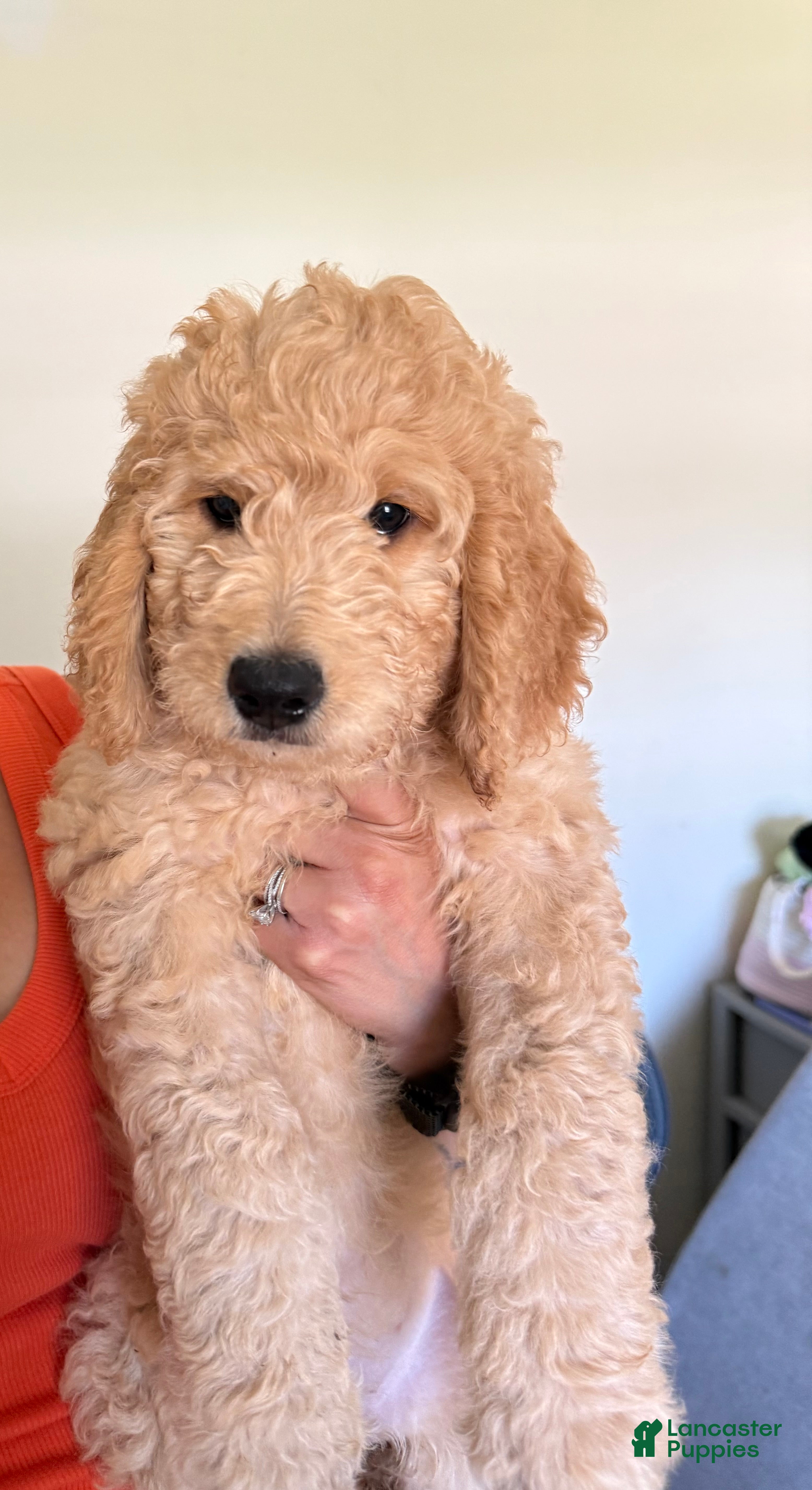 Goldendoodle dogs Martha - Ad 2