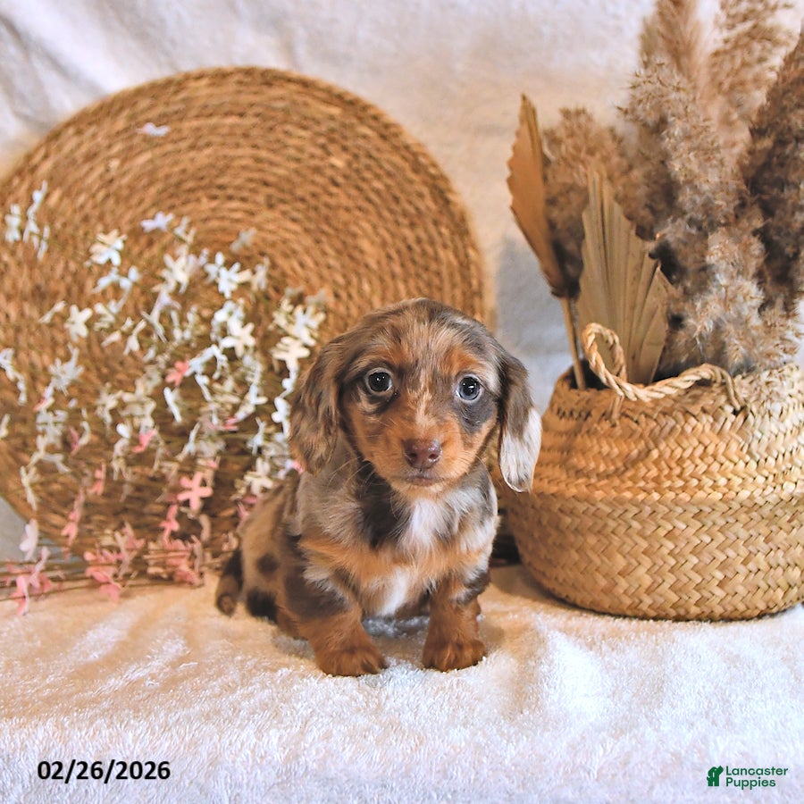 Miniature Dachshund dogs Ivy - Ad 1
