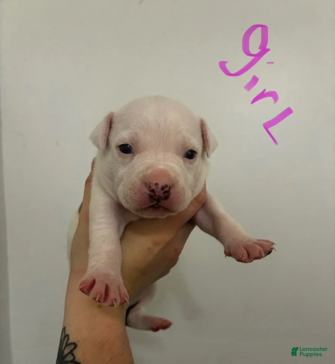 American Staffordshire Terrier dogs for sale: American Staffordshire Terrier 4 - Ad 1