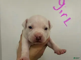 American Staffordshire Terrier dogs American Staffordshire Terrier 4 - Ad 34
