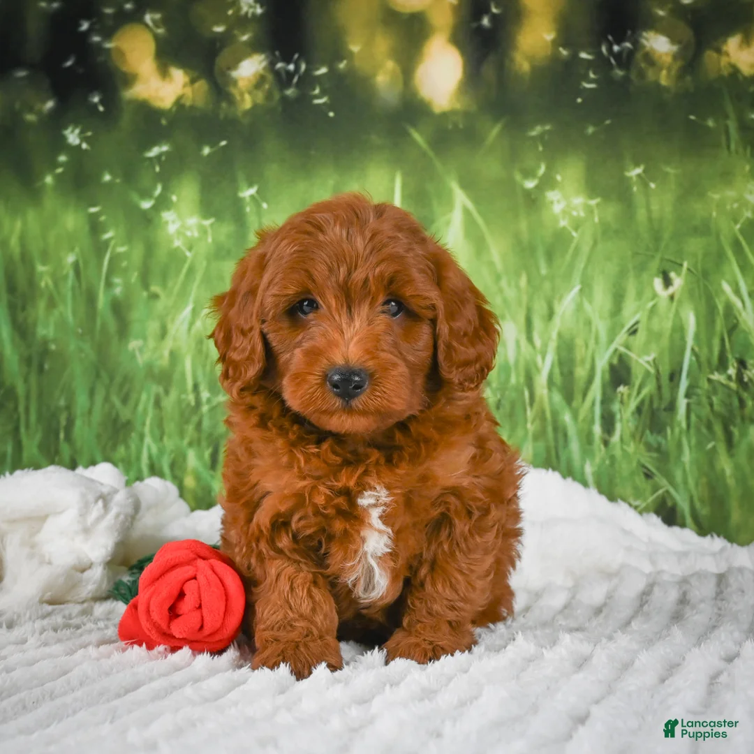 Mini Goldendoodle dogs for sale: Cooper - Ad 1