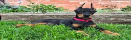 Doberman Pinscher dogs for sale: Achilles  - Ad 2