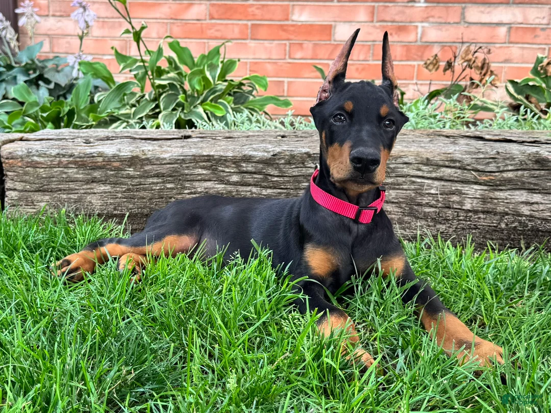 Doberman Pinscher dogs for sale: Achilles  - Ad 2